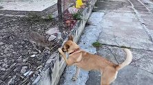 普天同庆！所有猫咪都回来啦，我终于找回了我所有的猫！