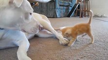 小奶猫抱着大狗脚脚啃，大狗一脸的温柔的看着它，还亲了亲小奶猫