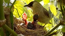 母鸟育雏：母鸟抓来大虫子，雏鸟差点噎着