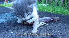 为什么猫吃鱼不怕被鱼刺卡喉咙秘诀就在猫嘴里！