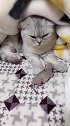 猫不生了，一个孩子我都养不起了！