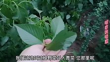小暑雨后采一把野菜做素馅饼，只加了5个鸡蛋，竟然如此鲜美