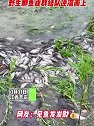 江西吉安：雨后水库放水，密密麻麻的鲫鱼逆流而上