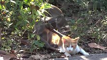 两只猴子帮猫咪抓跳蚤，不一会又来了一群猴子，猫咪招架不住了