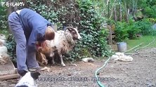 6年没剪毛的羊被捉住剃毛，气得羊直跺脚，剃完毛羊才知道舒服