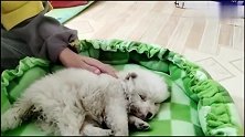 流浪狗：小狗生命垂危，儿子伤心落泪，妈妈看了也落泪