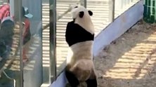 最努力营业的熊猫，大熊猫热情的跟游客击掌互动，就像开粉丝见面会一样！