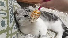 猫咪惧怕机械鼠，哈士奇却异常兴奋，分分钟成了它的磨牙棒