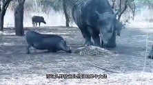 野猪钻进牛肚子吃肉，6秒后绝望的意外来临，牛：好兄弟一起上路