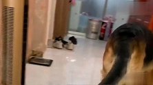 德牧赖床不起，主人骗它说家里着火了，德牧的反应太逗了