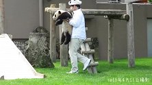 大熊猫宝宝多出来一下，不出来工人员抱出来