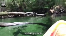 美国洪水冲出活化石，水退却之后，卡在铁网不能动