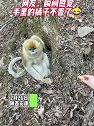 陕西安康：男孩捡起地上的橘子喂猴子，被嫌弃