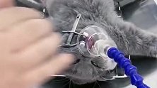 蓝猫：不是说好了吗？大清后不用做公公了