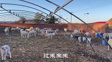 内蒙羊价怎么样？老五买回28只品种羊搞养殖，看看花了多少钱？