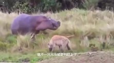 动物：野狗群不自量力，妄图围攻5吨大象