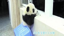 熊猫：看什么看，没见过小熊仔越狱的吗