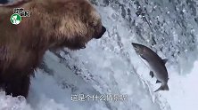 灰熊捕捉鲑鱼，张口就能坐享其成，这是什么操作？