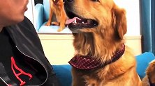 主人太偏心气的金毛要把猫咪给炖了，主人想保护猫咪却自身难保