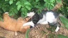 橘猫：兄弟我们是开玩笑的，你别打我脸行不！