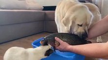 主人买了鲜活鱼做晚餐，猫猫和狗狗却对鱼虎视眈眈