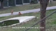 狮子园中关进一只新老虎，非洲雄狮立马上前对视，却少了一股气势