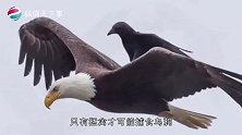 乌鸦如此“胆大妄为”公然拔熊猫屁股毛搭窝