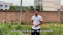 路边一棵树，结了许多像蛇一样的果子，就是不知道普通话叫什么