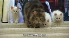萌宠：猫妈妈开始教小奶猫下楼梯，小奶猫的步伐太萌了