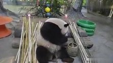 【大熊猫舜舜】地主家的洒鹅几，坐拥许愿树，嘴啃小笋笋