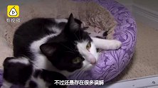 猫奴必看！你常做的事可能伤害猫咪