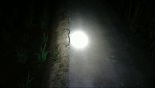 夜探乡野，惊遇毒蛇
