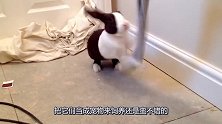 兔子不停地玩主人的袜子，主人教训非但不听，还发起脾气来了
