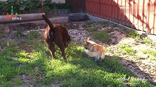 小柯基犬就喜欢和大狗一起玩，胆子可真大