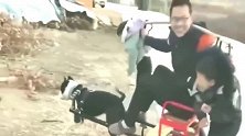 中华田园犬：活了大半辈子，我才知道我才是家里的顶梁柱