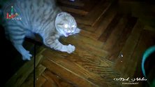 会说话的猫有多恐怖,一束花给猫咪都吓说话了
