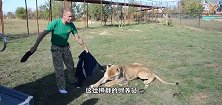 饲养员看着公狮说，你管管你媳妇，没想到狮子还真这么做了