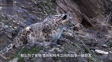 雪豹一口咬住小牦牛咽喉，牦牛妈妈疯狂报复！你是吃了豹子胆了