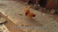 一只老母鸡待在墙角不愿意离开，主人抱起鸡，一看鸡身下乐坏了