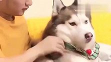 哈士奇：谁来救救我这女人话有点多