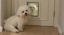 洁白无瑕的小狗子，老阿姨表示很想抱抱
