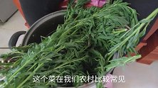 扫帚菜也能吃？不炒不煎还不炸，简单一做，不是农民不知道。