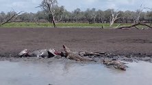 斑马喝水时被鳄鱼缠住，生命走向了终点
