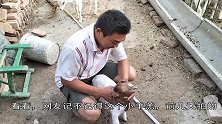 如何知道母羊肚子里面有几个羔？这个土方法，效果还不错