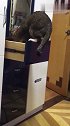 猫：我来看看，铲屎的把我小鱼干放哪里了！