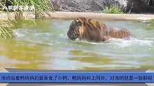 海鸥当着母鸭的面吞食小鸭，鸭妈妈叫上同伴，对海鸥就是一顿群殴