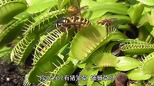 4种“吃肉”的惊人植物，有漂亮的死亡陷阱，捕虫只需15毫秒？
