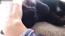 撸猫咪小能手上线，看这猫咪懒洋洋的样子，真是无敌可爱了！