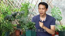 花友不听劝，枝繁叶茂的长寿花几天就烂根，什么原因？
