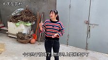 连着自家的一大片秸秆都没见了，这拉走到底干啥了？媳妇还很高兴